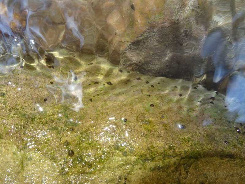 Ancylus fluviatilis (?) - Ancylidae